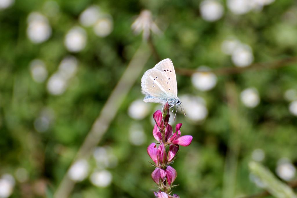 Polyommatus (Agrodiaetus) damon